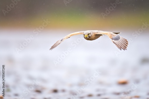 a kestrel with slight motion blur as it hovers in windy conditions photo