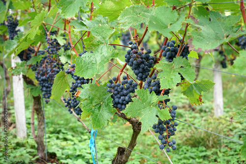 Vine field before harvest with grapes