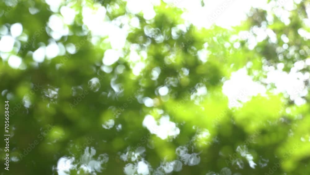 springtime background with real bokeh lights from lush foliage of trees, abstract fresh green nature scene slow motion