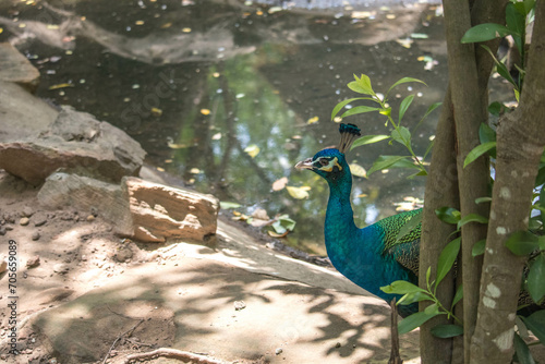 Wallpaper Mural Portrait and close up of peacock showing its beautiful feathers Torontodigital.ca