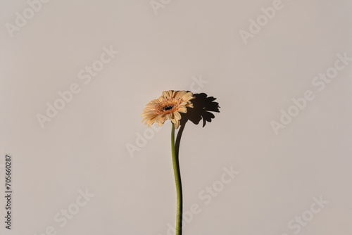 Fototapeta Naklejka Na Ścianę i Meble -  Pastel peachy gerbera flower with aesthetic sunlight shadows on neutral white background. Minimal stylish still life floral composition with copy space