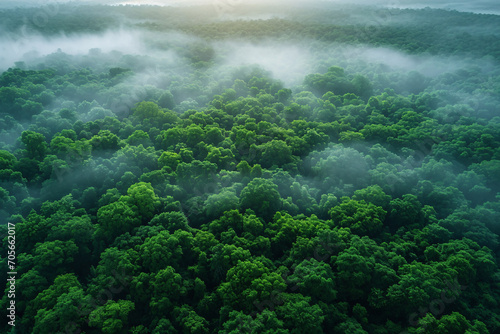 Lush Forest Aerial View, Vibrant Green Canopy, Misty Woodland, Nature's Lungs © Udari