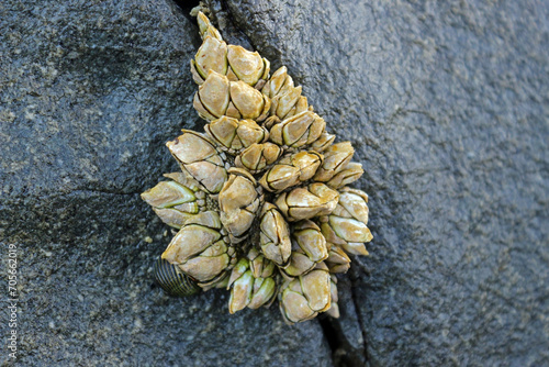 A bunch of pollicipes pollicipes on the stone cracks, also known as the goose barnacle of leaf barnacle.