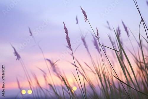 tall grass against a dusky purple sky after sunset