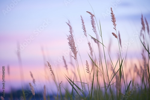 tall grass against a dusky purple sky after sunset