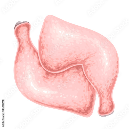 Chicken legs vector illustration. Cartoon isolated raw two poultry thighs with bones and skin, fresh portion of chicken or turkey white meat for cooking in kitchen, uncooked farm broiler chick pieces