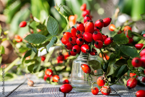 bunch of fresh dog rose, Rosa canina, rosehip in a glass vase photo