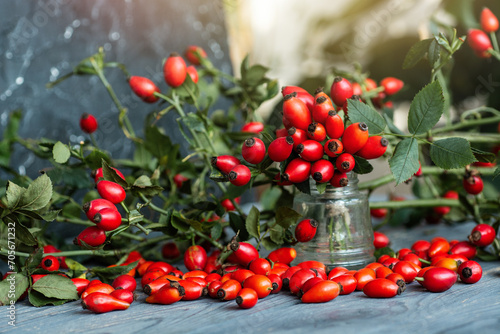 bunch of fresh dog rose, Rosa canina, rosehip in a glass vase