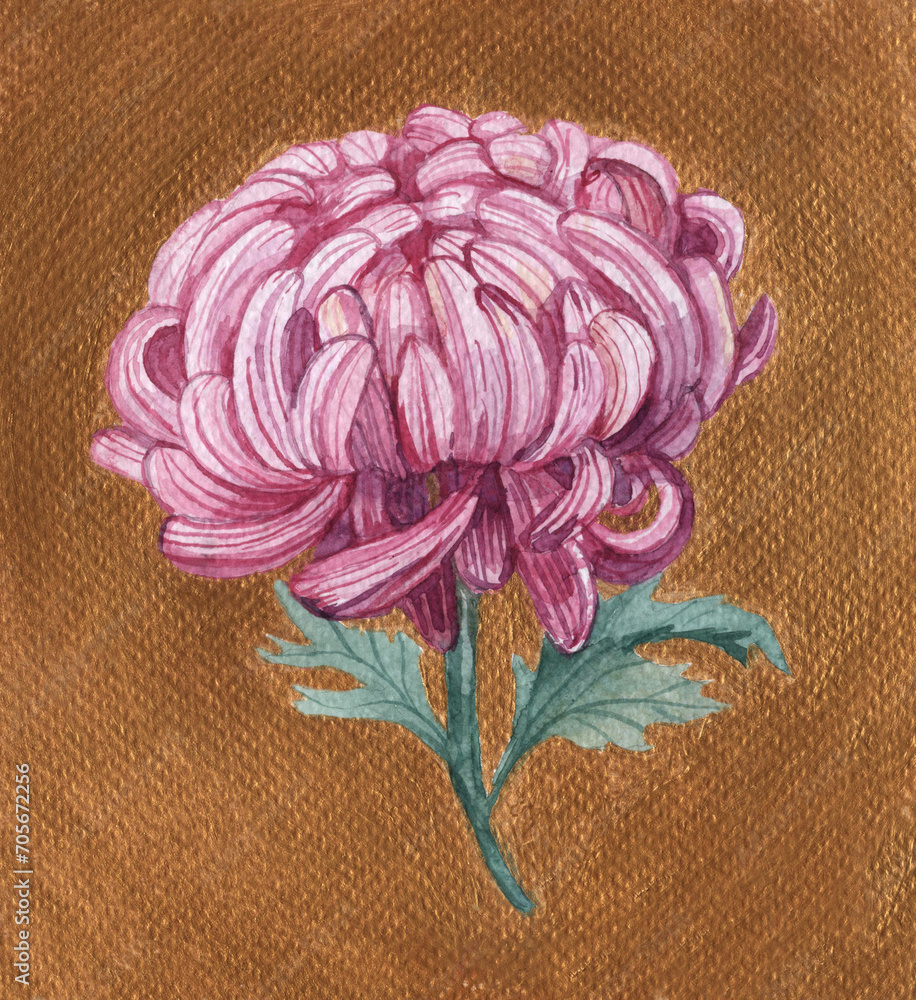 Obraz premium Pink chrysanthemum.A chrysanthemum branch on a golden background, a flower painted in watercolor