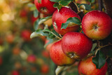 Ripe red apples hanging heavily on the branch, kissed by the golden sunlight of harvest time