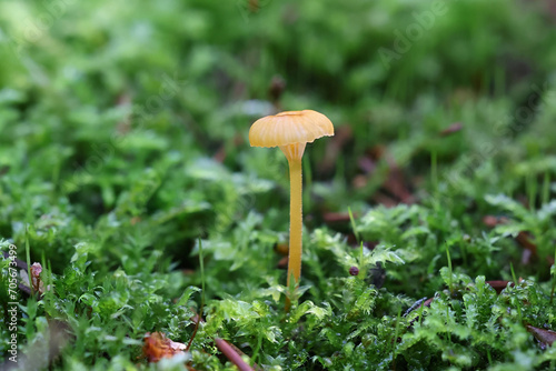 Tableau sur toile Orange mosscap, Rickenella fibula, also known as orange moss agaric, wild mushro