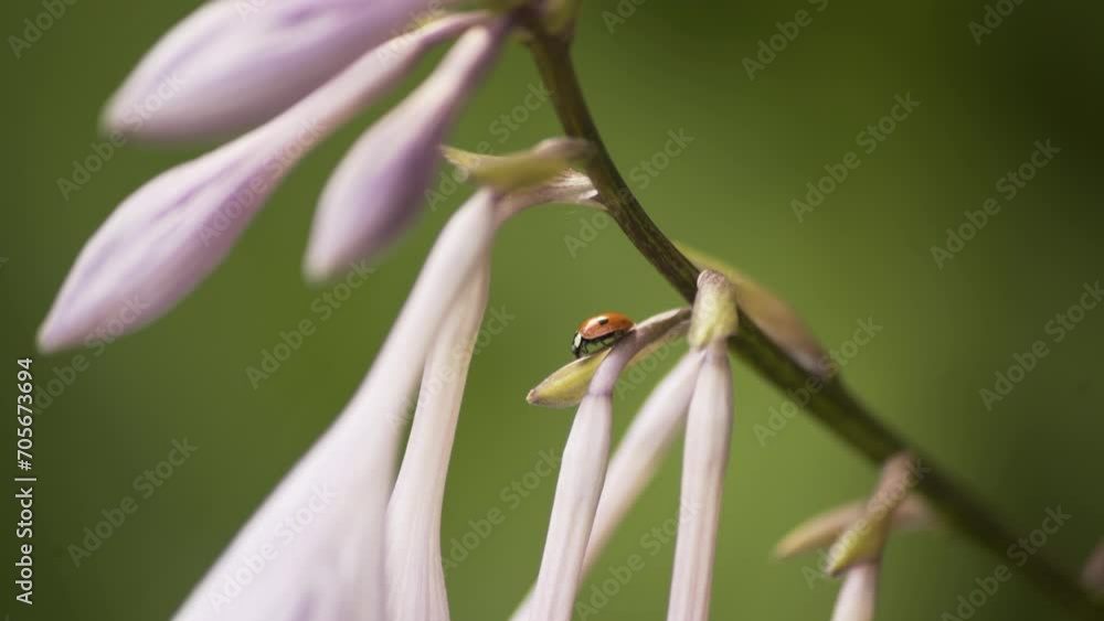 Ladybug on a flower Ladybug on a flower