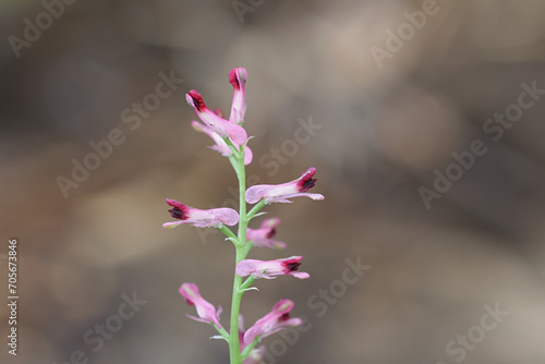 Common fumitory, Fumaria officinalis, also known as earth smoke, wild flowering plant from Finland photo