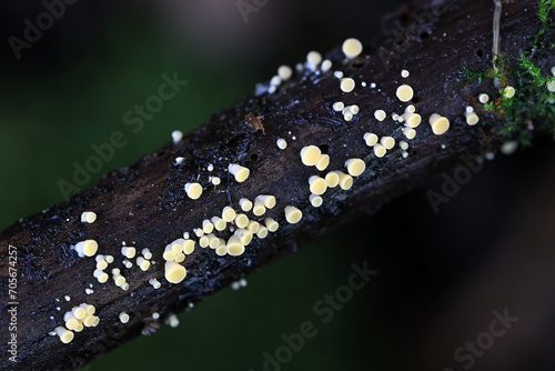 Ditiola radicata, a jelly fungus from Finland, no common English name photo