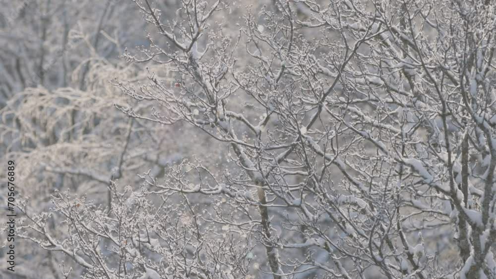 Naked trees in a forest during a cold Winter with snow and fine snowflake particles looking like fairy dust. Nr.1 Naked trees in a forest during a cold Winter with snow and fine snowflake particles looking like fairy dust. Nr.1