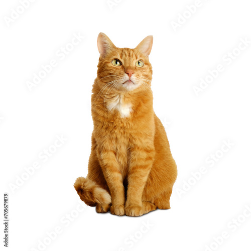 Ginger cat isolated on transparent background sitting and looking up. Pets at home.