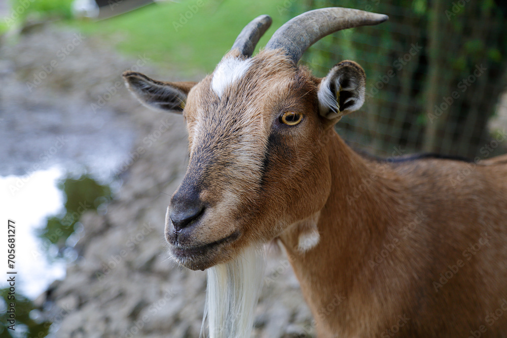 Portrait of  a cute Pygmy Goat