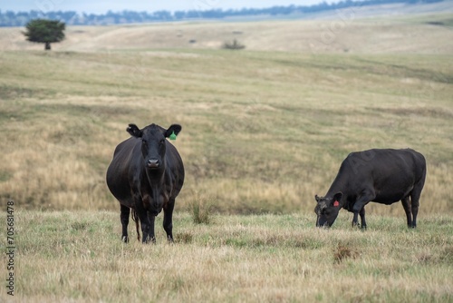 stud beef cattle herd, Portrait of Cows in a field grazing. Regenerative agriculture farm storing co2 in the soil with carbon sequestration