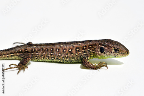 Sand lizard (Lacerta agilis) on white background, close up view