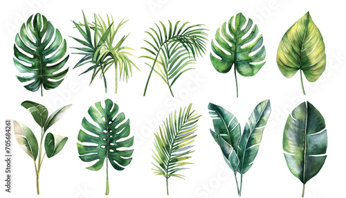 set of tropical green leaves
