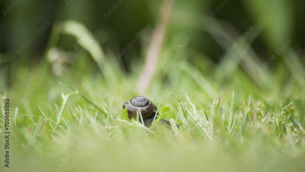 Snail moving through green grass Snail moving through green grass
