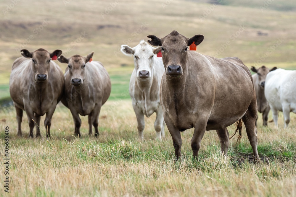 Stud Beef bulls, fat cows and calves grazing on grass in a field, in Australia. breeds of cattle include speckled park, murray grey, angus, brangus and wagyu on long pasture in a dry summer Stud Beef bulls, fat cows and calves grazing on grass in a field, in Australia. breeds of cattle include speckled park, murray grey, angus, brangus and wagyu on long pasture in a dry summer