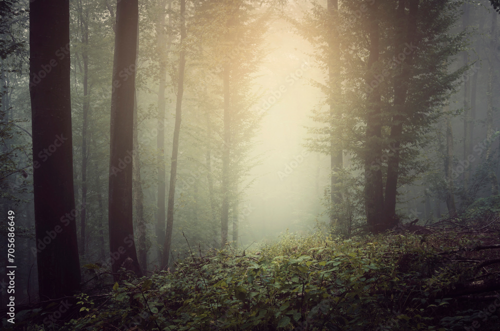 morning sunlight on green path in magical forest