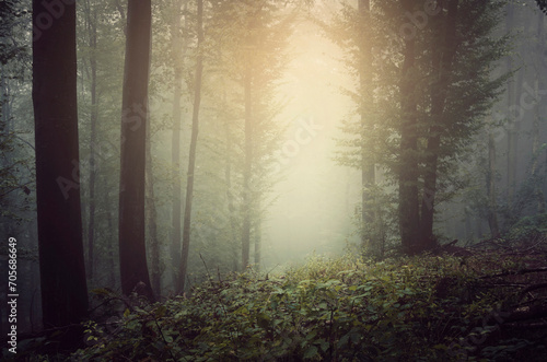 Fototapeta Naklejka Na Ścianę i Meble -  morning sunlight on green path in magical forest