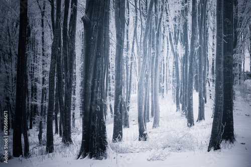 frozen woods on cold winter day © andreiuc88