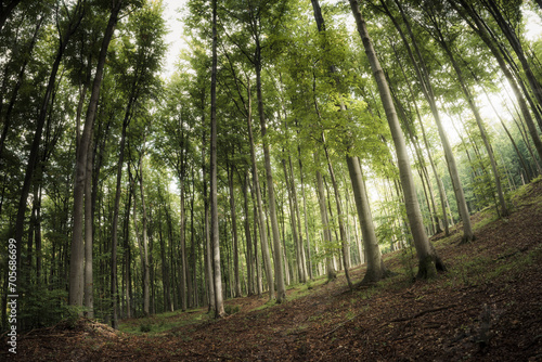 sunlight in green natural forest in summer