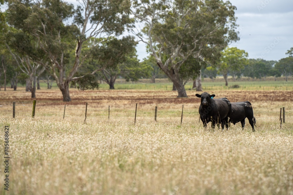 cows and cattle grazing in tasmania Australia in summer, with angus, wagyu and murray grey cattle