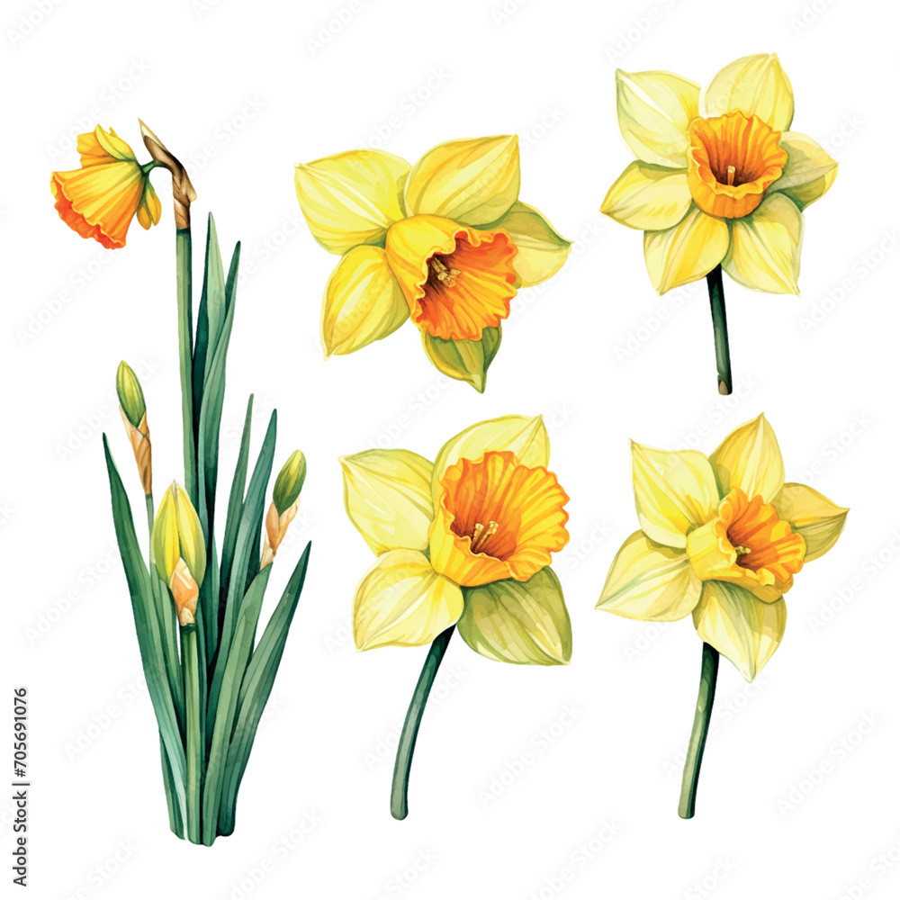blossom, narcissus watercolor vector floral, bouquet