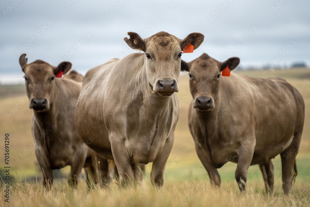 Stud Beef bulls, fat cows and calves grazing on grass in a field, in Australia. breeds of cattle include speckled park, murray grey, angus, brangus and wagyu on long pasture in a dry summer