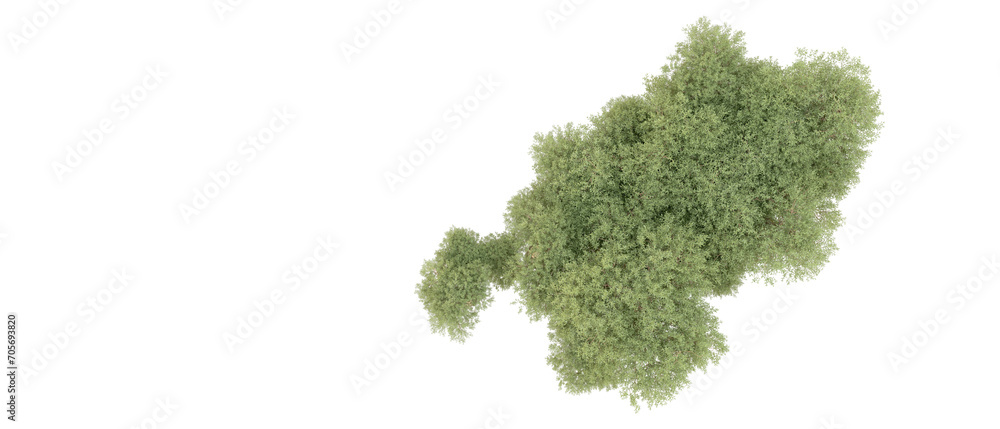 Green forest isolated on background. 3d rendering - illustration