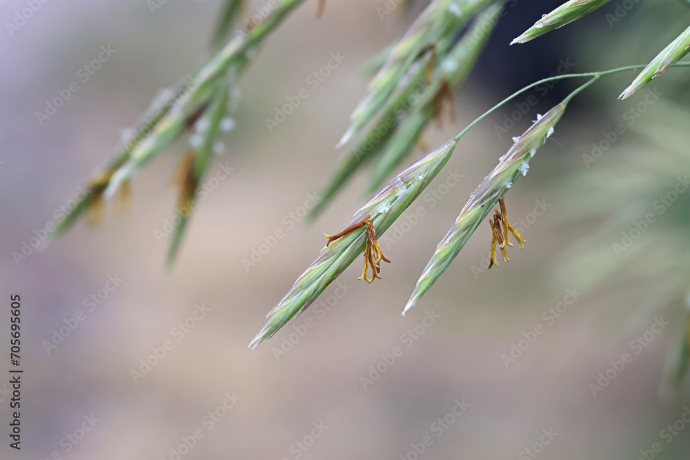 Smooth Bromegrass, Bromus inermis, also known as Smooth brome or Hungarian Bromegrass, wild plant from Finland Smooth Bromegrass, Bromus inermis, also known as Smooth brome or Hungarian Bromegrass, wild plant from Finland