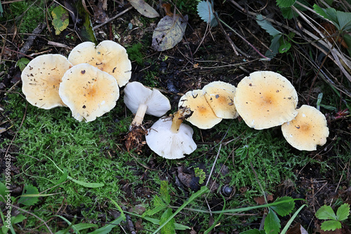 Saffron parasol, Cystoderma amianthinum, also known as saffron powder-cap or the earthy powder-cap, wild mushroom from Finland photo