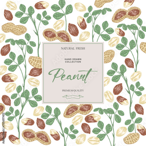 Peanut background. Hand drawn Peanut plant with nuts and leaves. Vector illustration hand drawn.