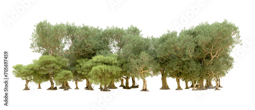 Green forest isolated on background. 3d rendering - illustration photo