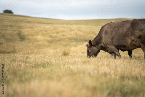 Fotografija Stud Beef bulls, fat cows and calves grazing on grass in a field, in Australia
