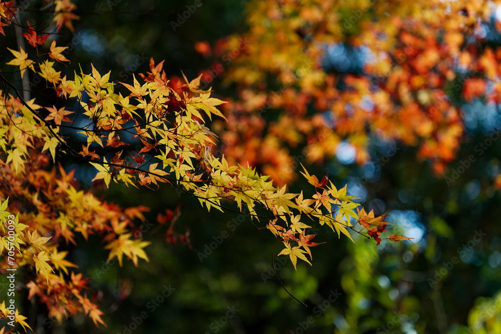 紅葉