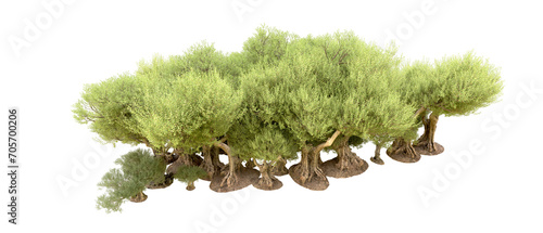 Green forest isolated on background. 3d rendering - illustration photo