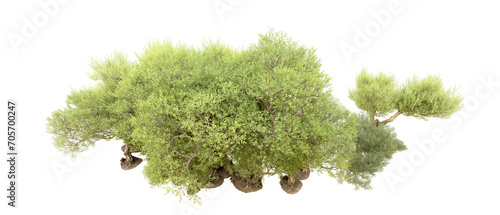 Green forest isolated on background. 3d rendering - illustration photo