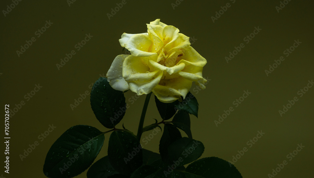 A beautiful flower called rose. Sign of tenderness. Beauty. Nature. Love. A beautiful flower called rose. Sign of tenderness. Beauty. Nature. Love.