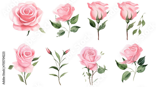 Watercolor elements pink roses on a white background