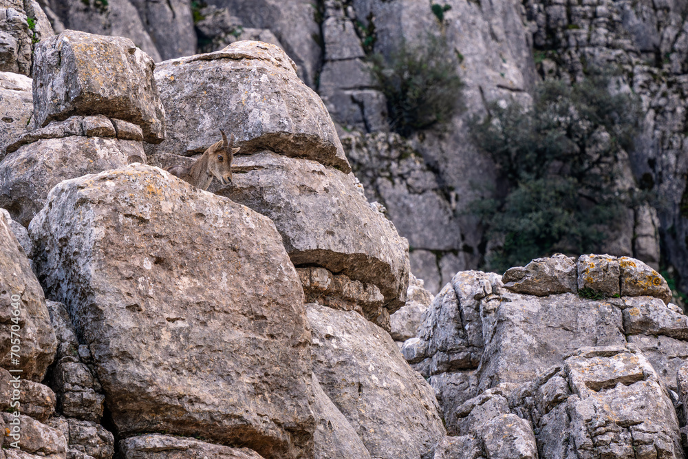 Iberian Ibex - Capra pyrenaica, beautiful popular mountain wild goat from Iberia mountains and hills, Andalusia, Spain. Iberian Ibex - Capra pyrenaica, beautiful popular mountain wild goat from Iberia mountains and hills, Andalusia, Spain.