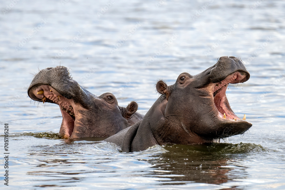 Hippo duo