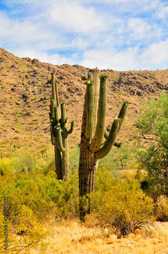 Old Saguaro Cactus Sonora desert Arizona