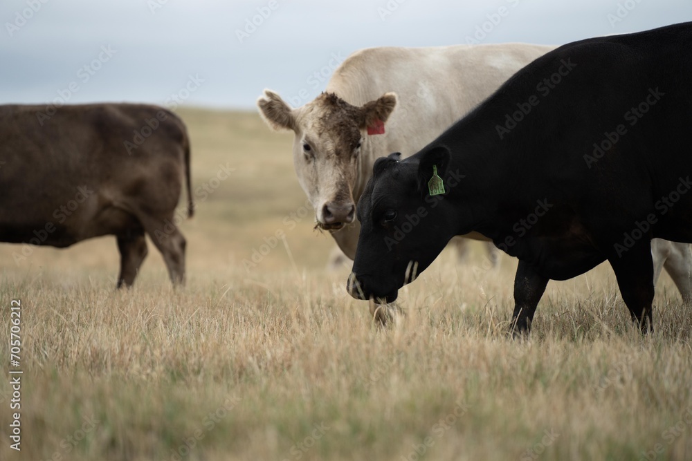 Stud Beef bulls, fat cows and calves grazing on grass in a field, in Australia. breeds of cattle include speckled park, murray grey, angus, brangus and wagyu on long pasture in a dry summer Stud Beef bulls, fat cows and calves grazing on grass in a field, in Australia. breeds of cattle include speckled park, murray grey, angus, brangus and wagyu on long pasture in a dry summer
