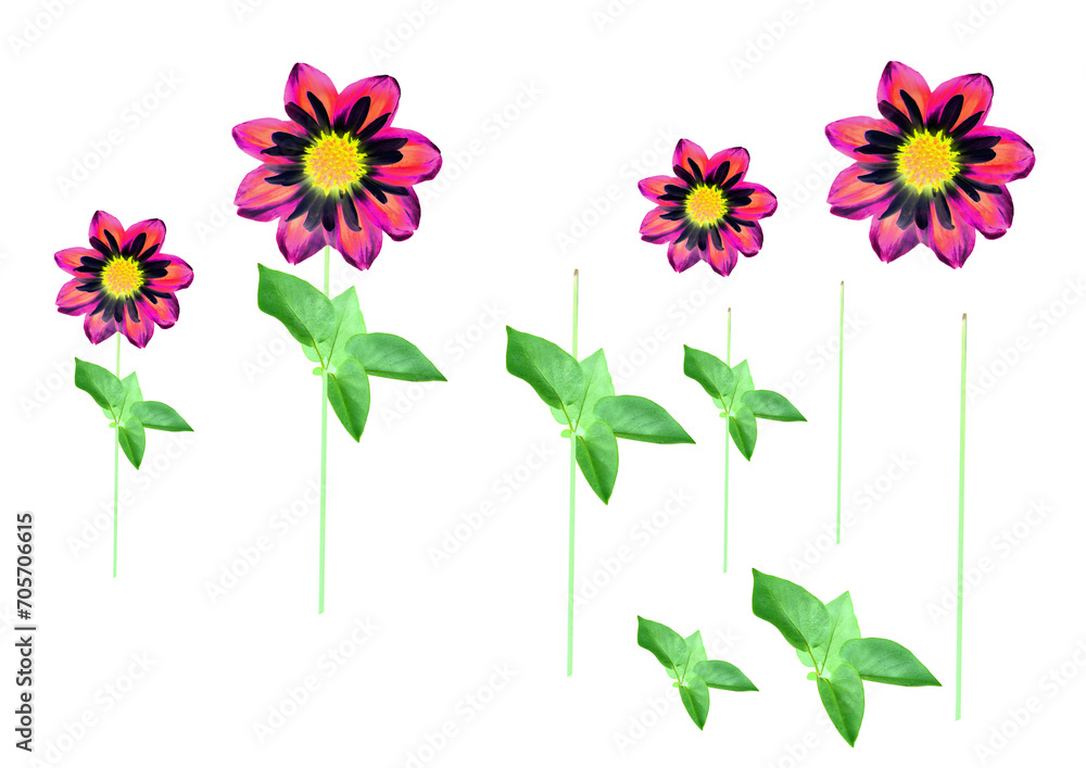 Obraz premium Graphically transformed dahlia flowers isolated on transparent background