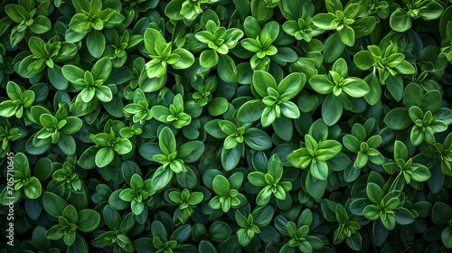 Wallpaper Mural Abstract  green color of artificial grass texture background, for background, top view Torontodigital.ca